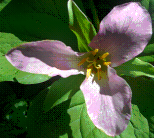 trillium ovatum pic 1